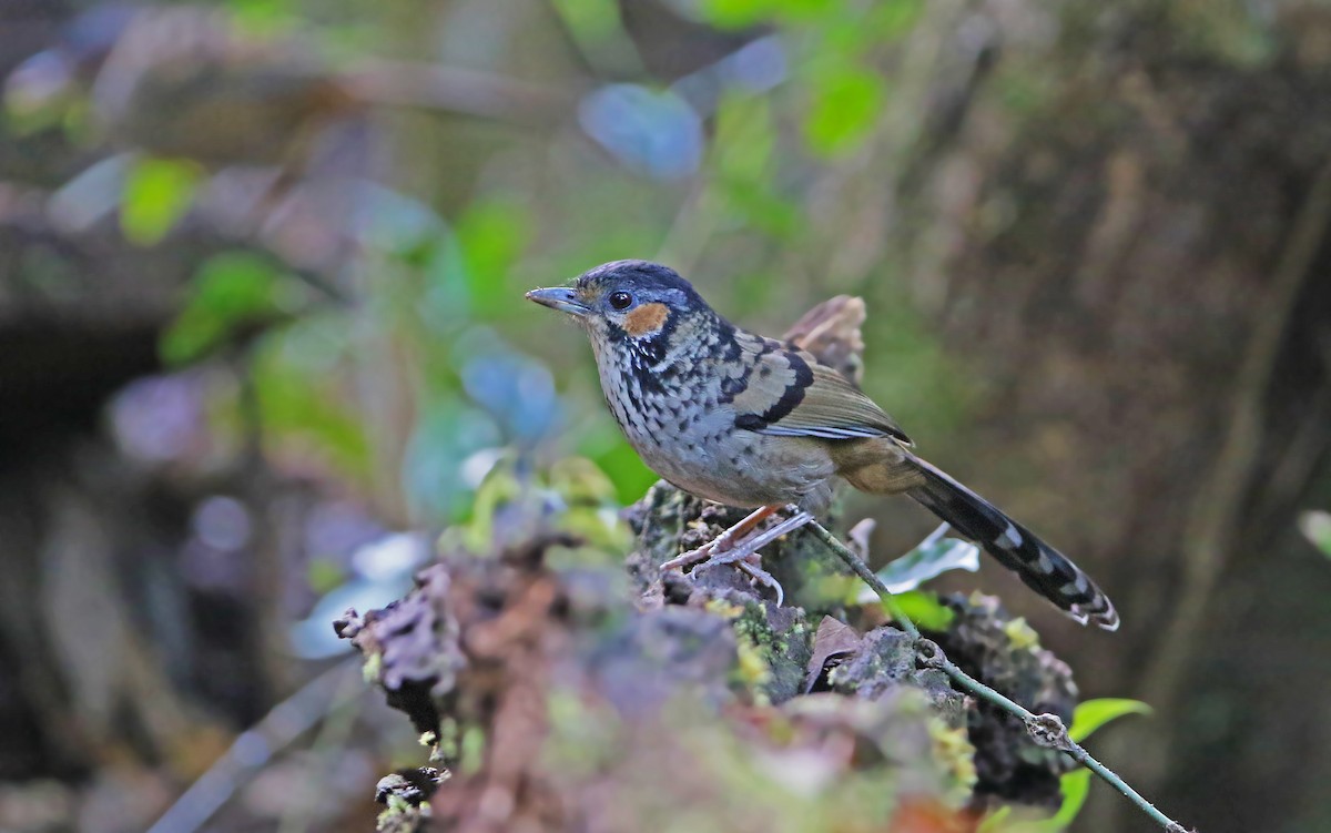 Chestnut-eared Laughingthrush - Christoph Moning