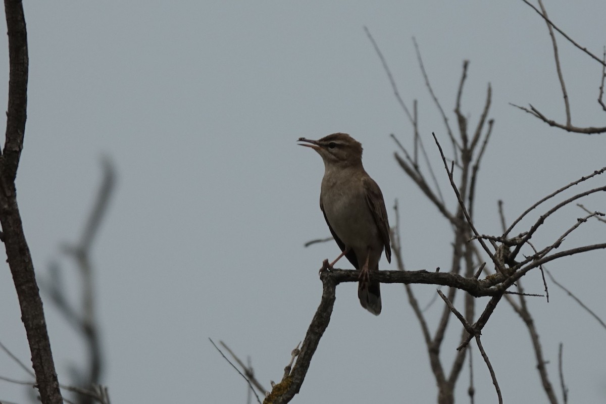 Rufous-tailed Scrub-Robin (Rufous-tailed) - Daniel König