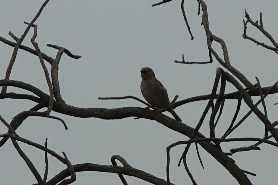 Spanish Sparrow - ML217167181