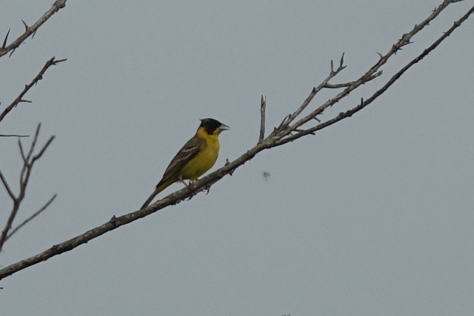 Black-headed Bunting - ML217167191