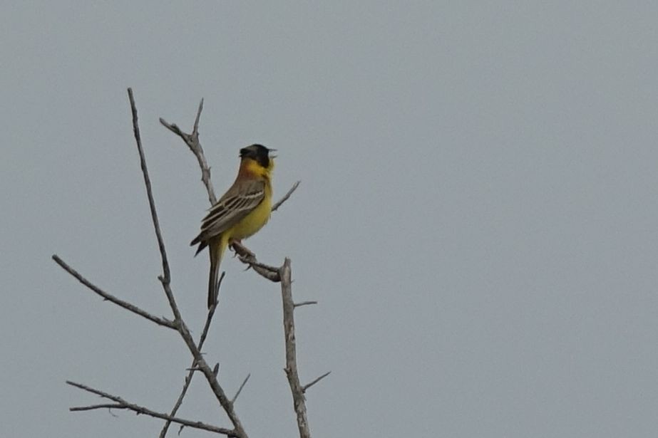 Black-headed Bunting - ML217167201