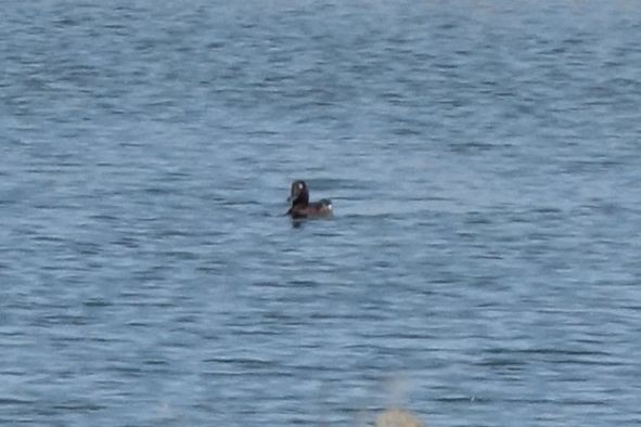 Ferruginous Duck - ML217167521