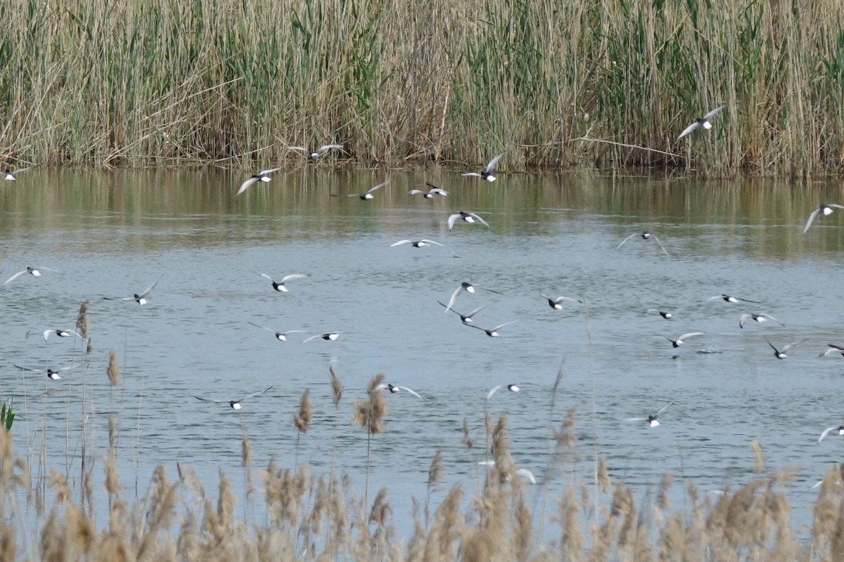 Буурал хараалай - ML217167591