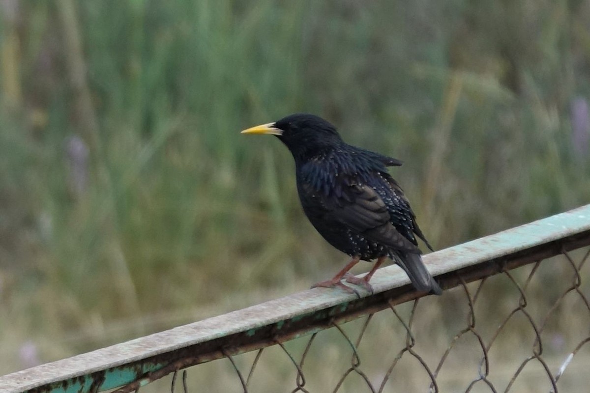 European Starling - ML217167691