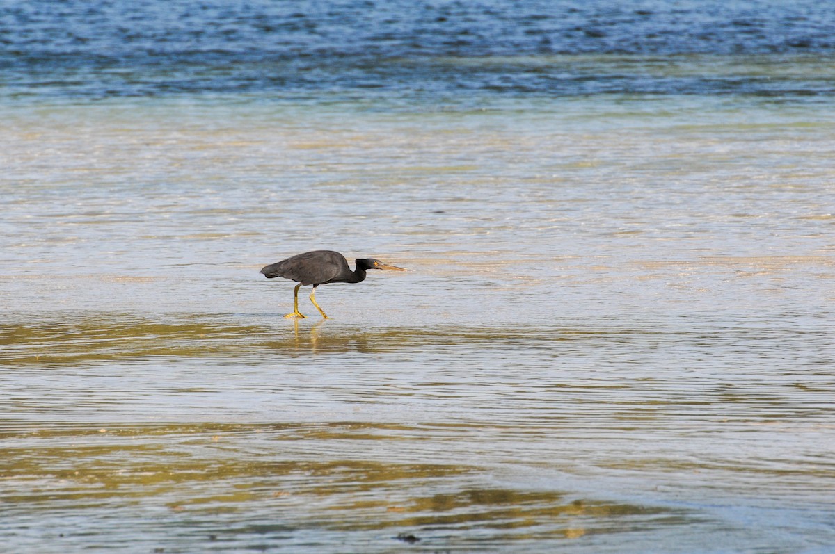 Pacific Reef-Heron - Holger Schneider