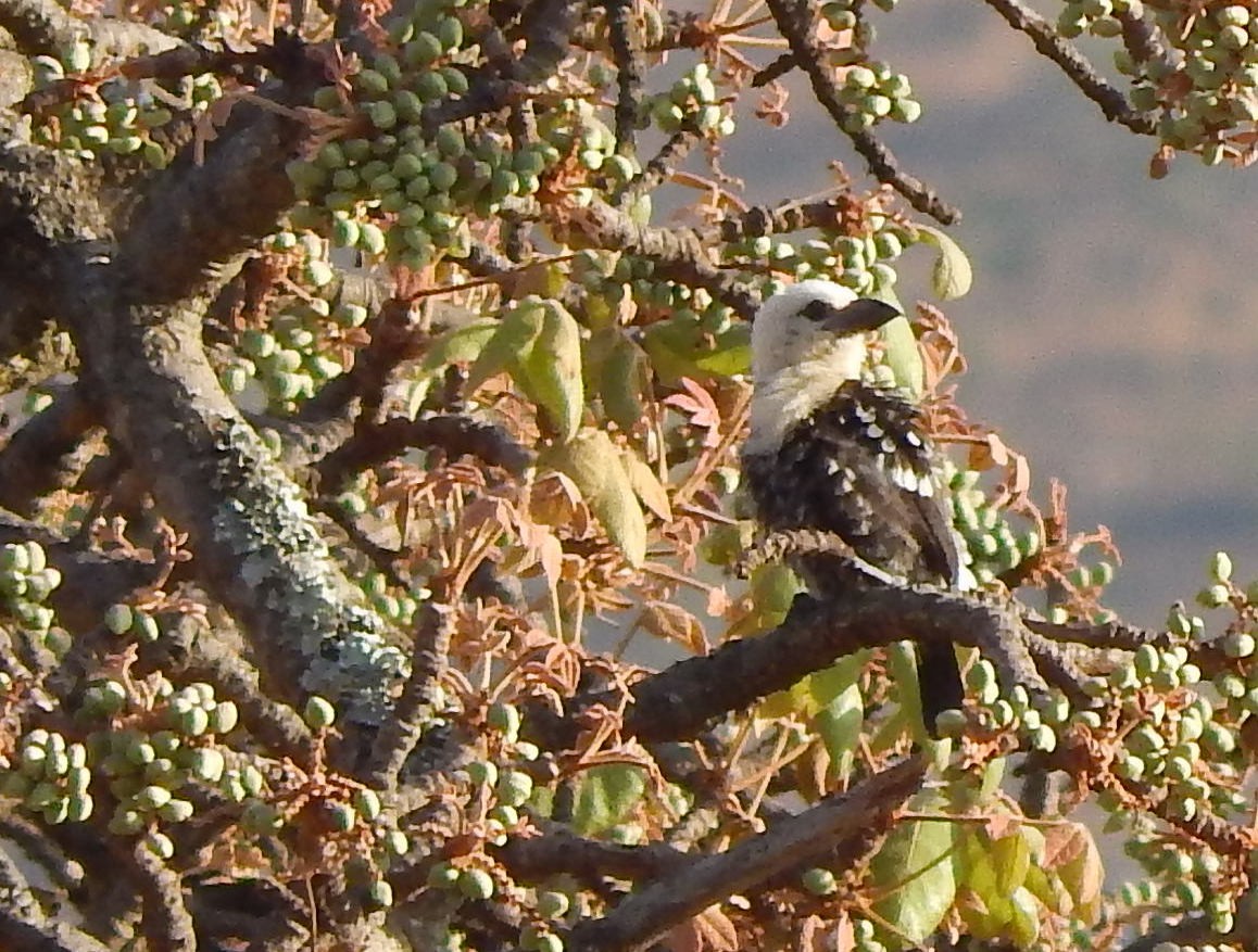 White-headed Barbet - ML217168111