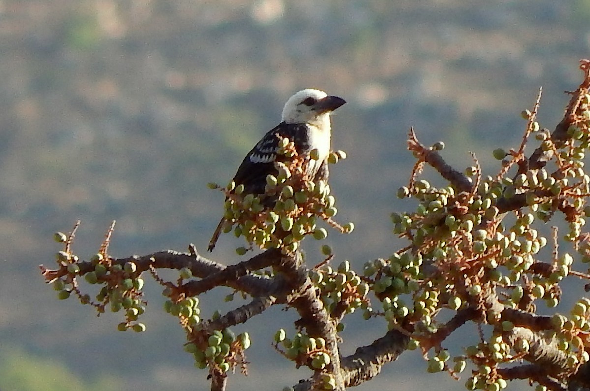 White-headed Barbet - ML217168121