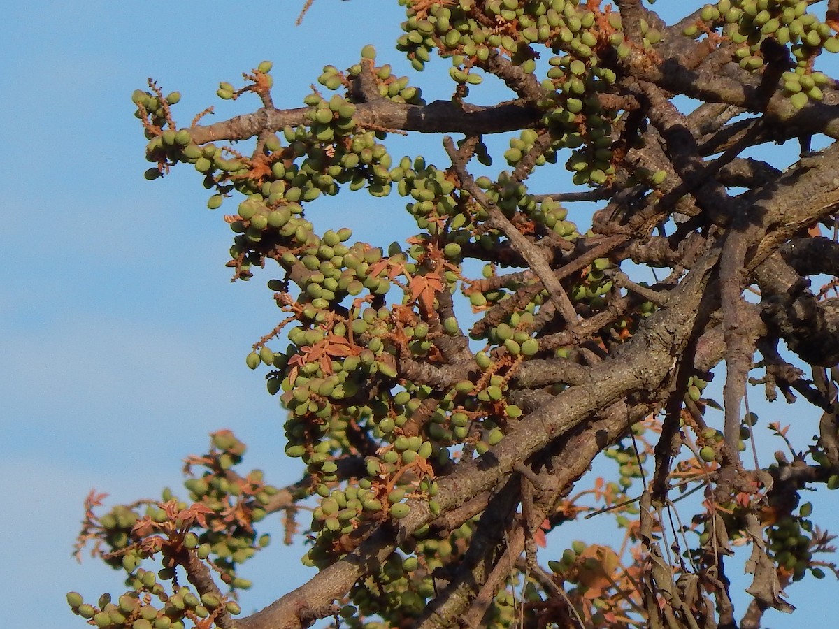 White-headed Barbet - ML217168171