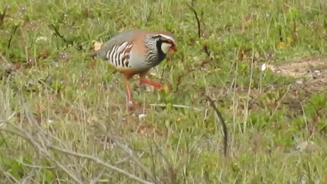 Red-legged Partridge - ML217168201