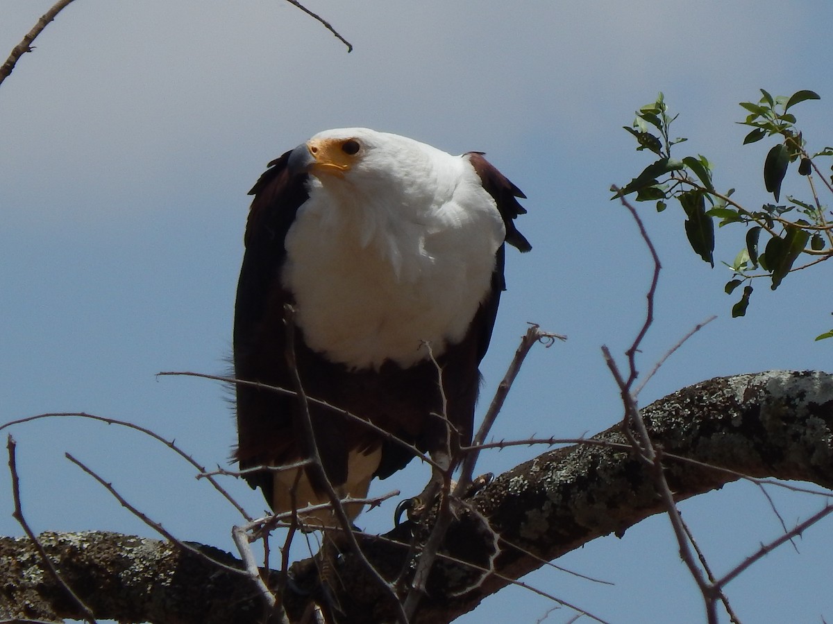 Schreiseeadler - ML217168281