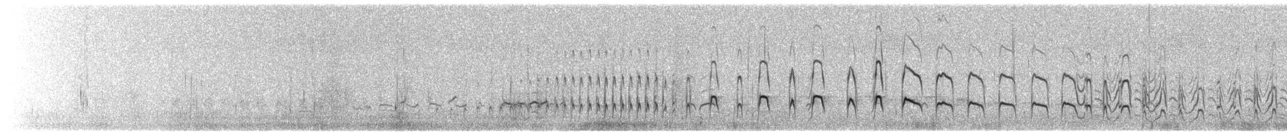 Pied Oystercatcher - ML217169751