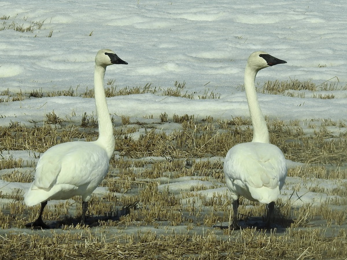 Trumpeter Swan - ML217169871