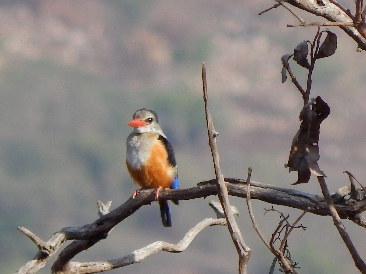 Gray-headed Kingfisher - Jan de Groot