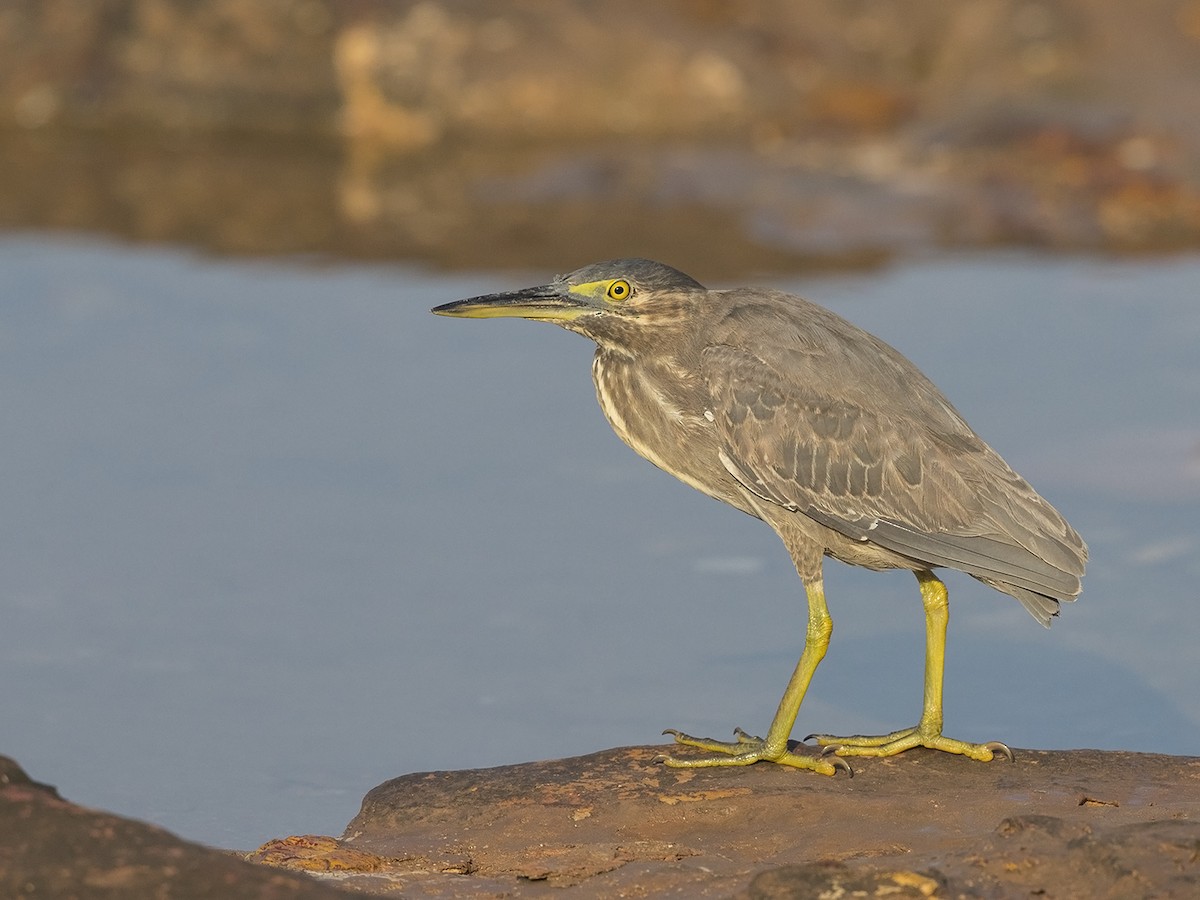 Striated Heron - Niall D Perrins