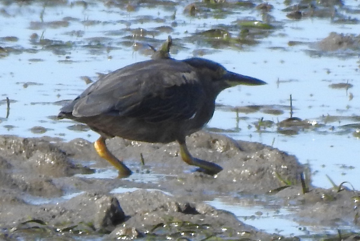 Striated Heron - ML217172461