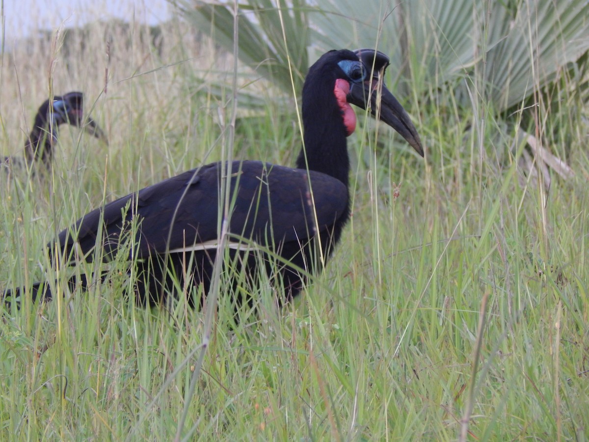 Abyssinian Ground-Hornbill - ML217176011