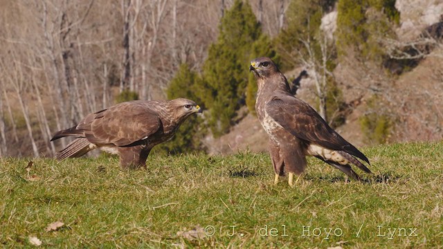 Common Buzzard - ML217176951