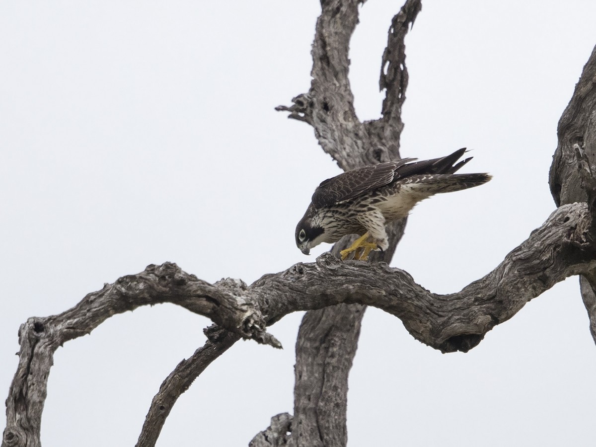 Peregrine Falcon (African) - ML217177401