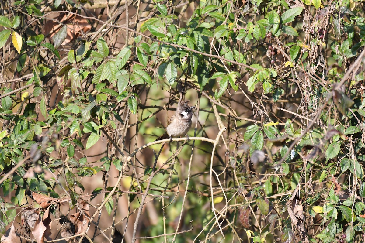 Bulbul à joues blanches - ML217177631