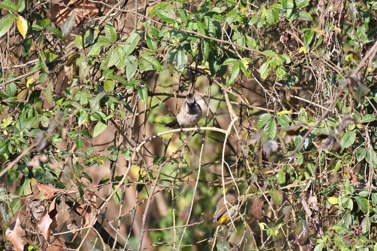 Bulbul à joues blanches - ML217177641