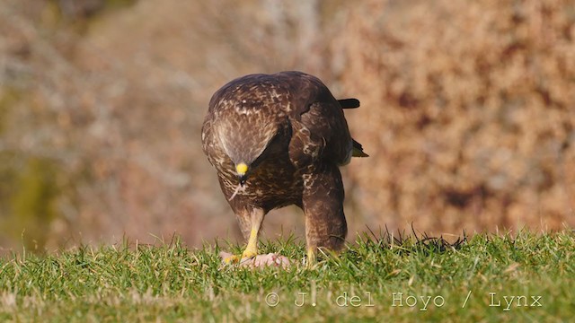 Common Buzzard - ML217178071