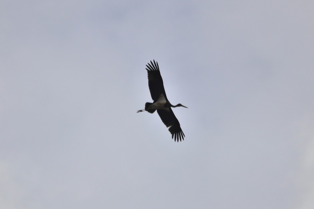 Black Stork - Jorge  Safara