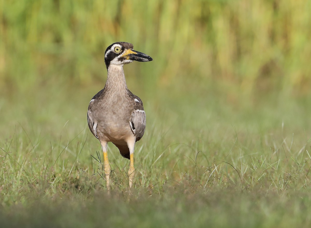 Beach Thick-knee - ML217179041