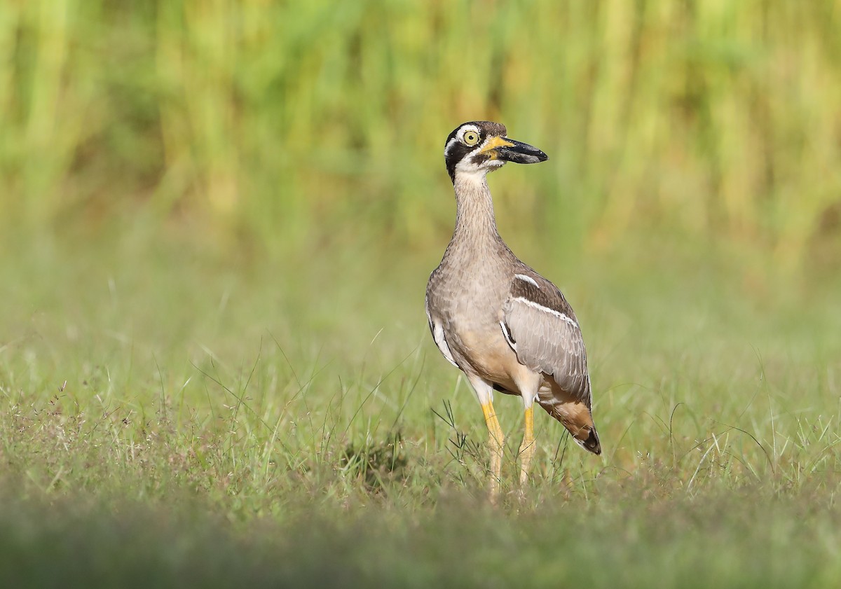 Beach Thick-knee - Marc Gardner