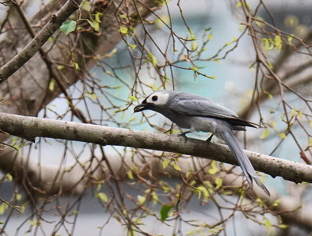 ハイイロオウチュウ (innexus/leucogenis/salangensis) - ML217179181