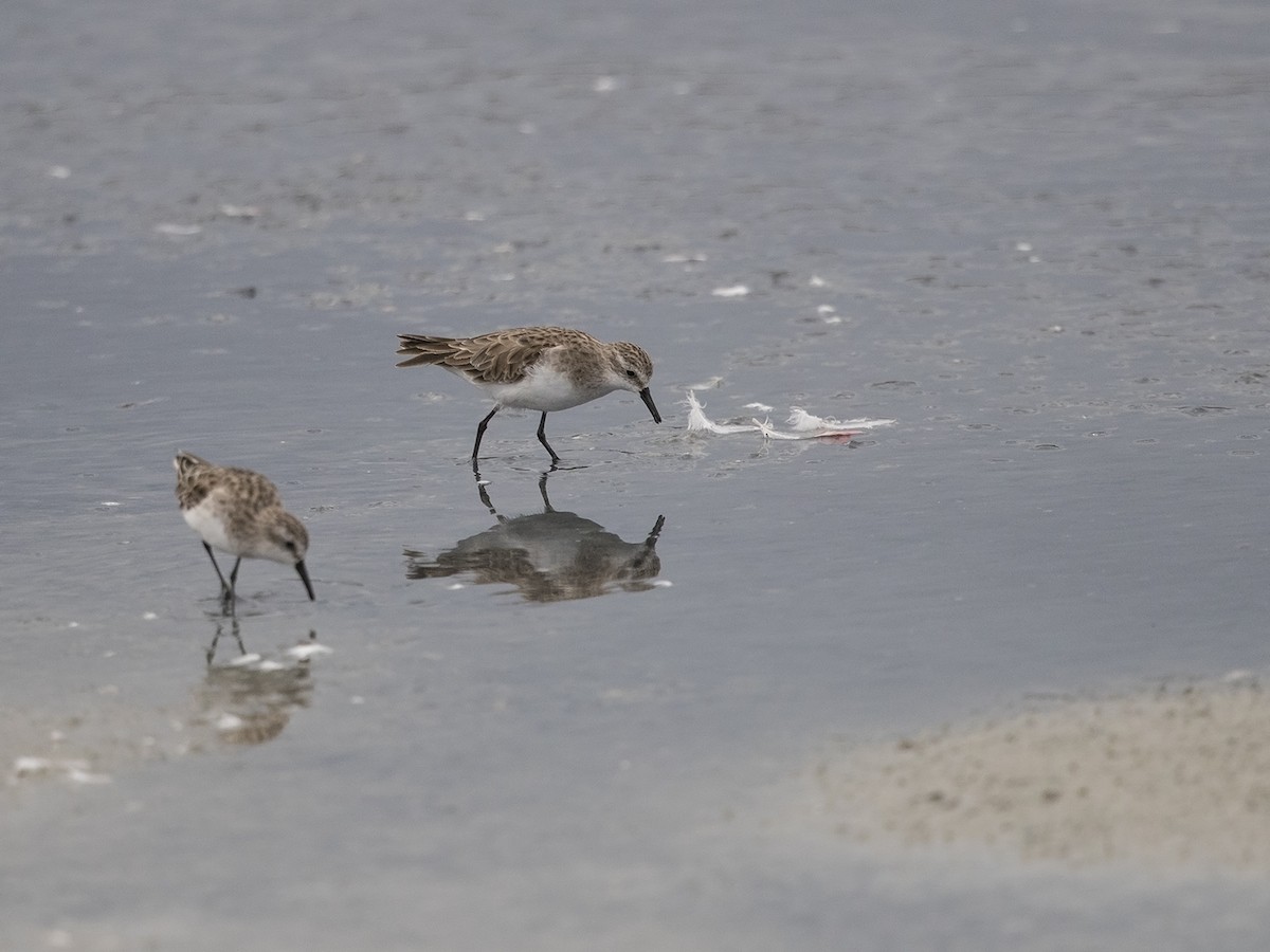 Little Stint - ML217179221