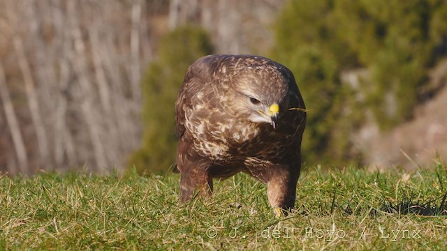 Common Buzzard - ML217179271