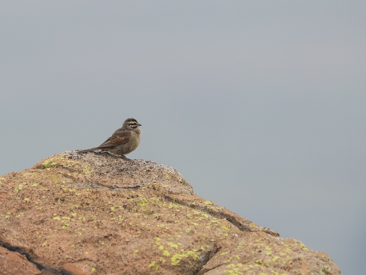 Cape Bunting - Niall D Perrins