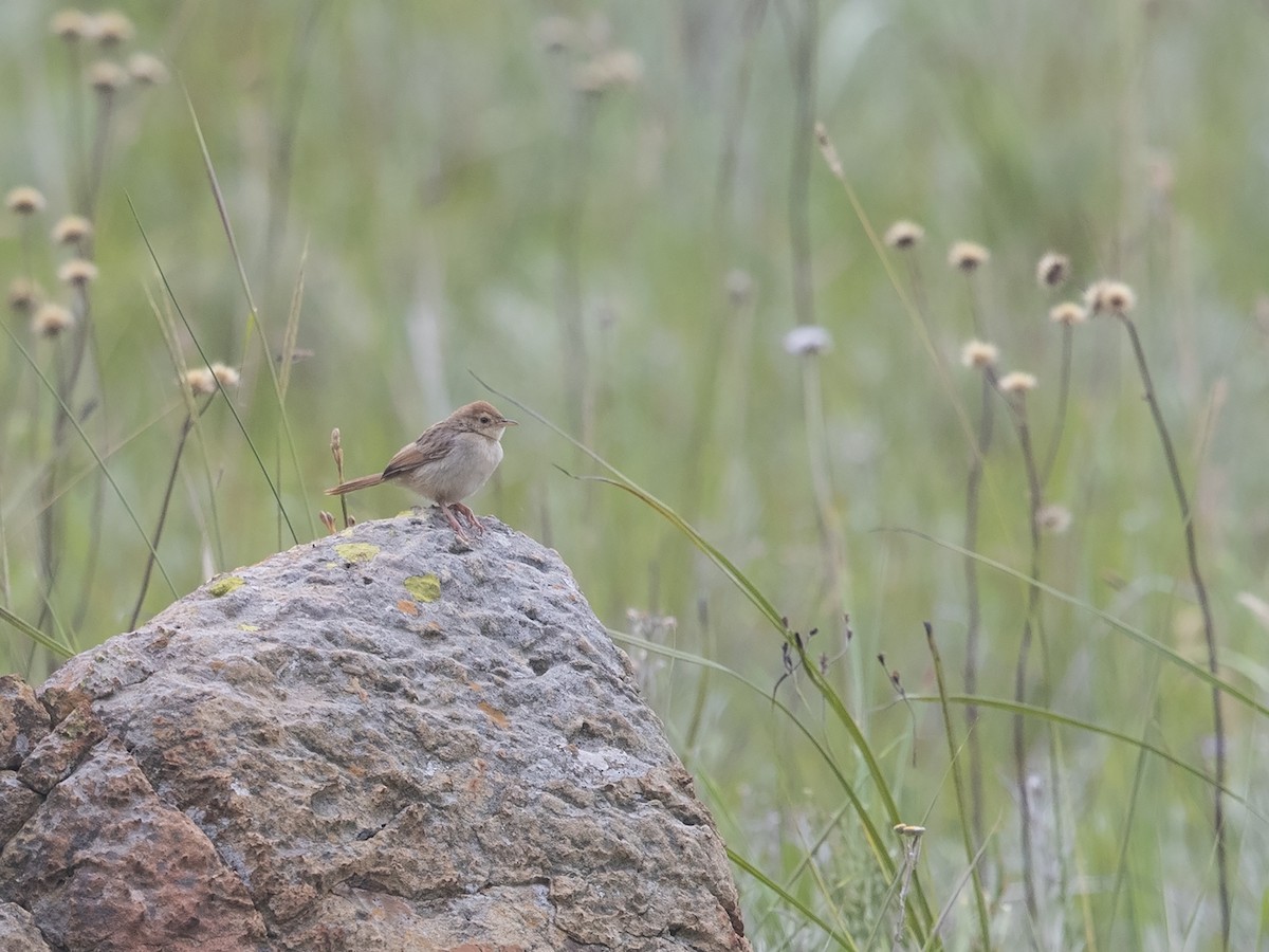 Wailing Cisticola (Wailing) - Niall D Perrins