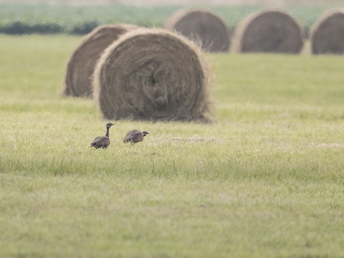 Blue Bustard - Niall D Perrins