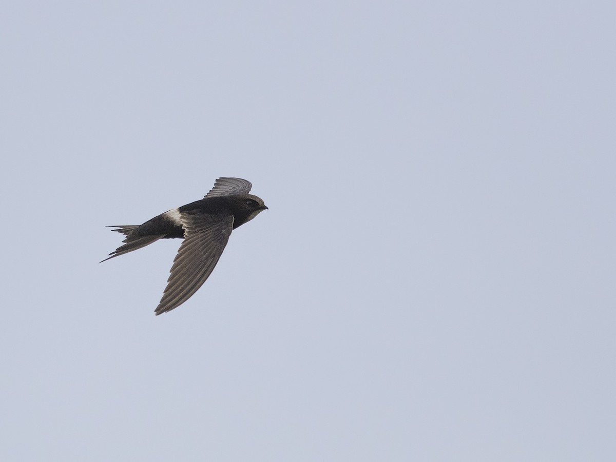 White-rumped Swift - ML217179921