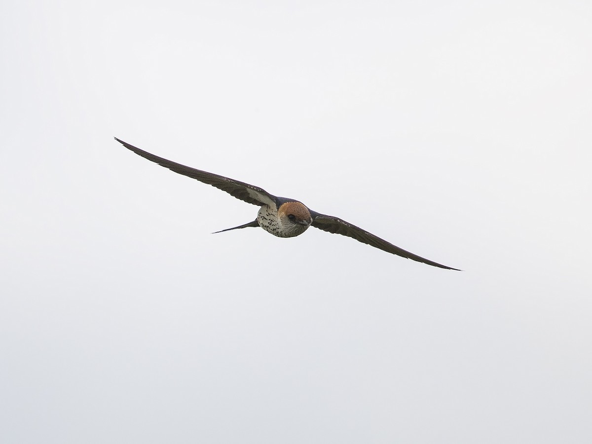 Greater Striped Swallow - Niall D Perrins