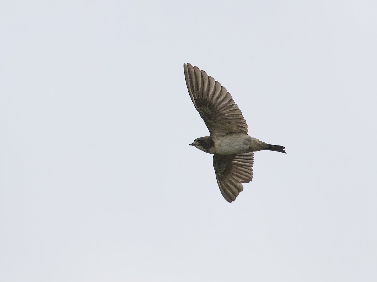 Golondrina Sudafricana - ML217179971