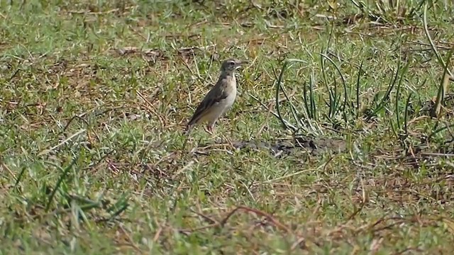 Richard's Pipit - ML217180171