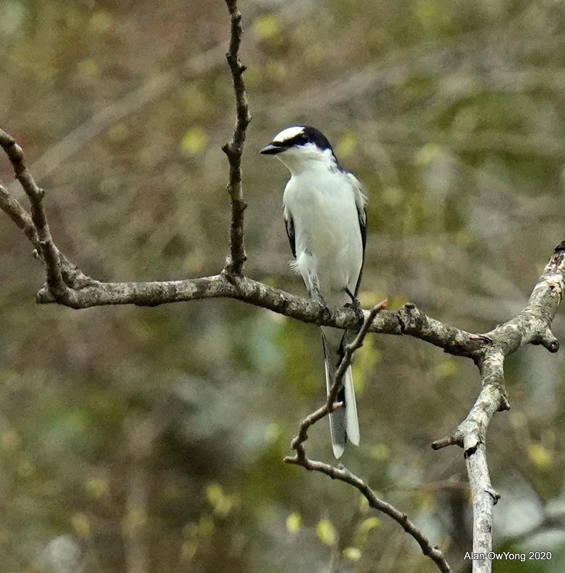 サンショウクイ - ML217180541