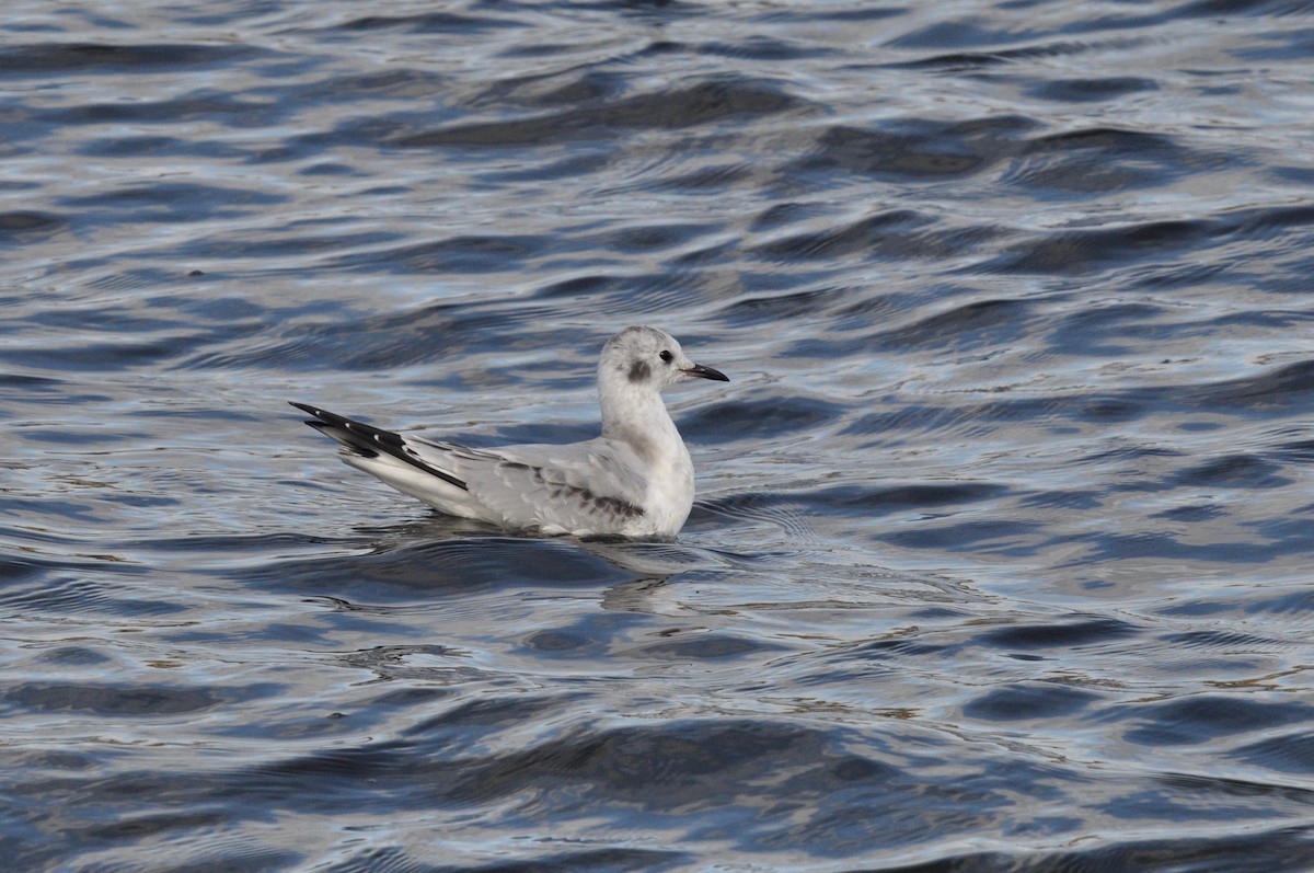 Bonaparte's Gull - ML217181661