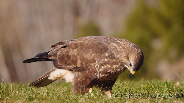 Common Buzzard - ML217182271