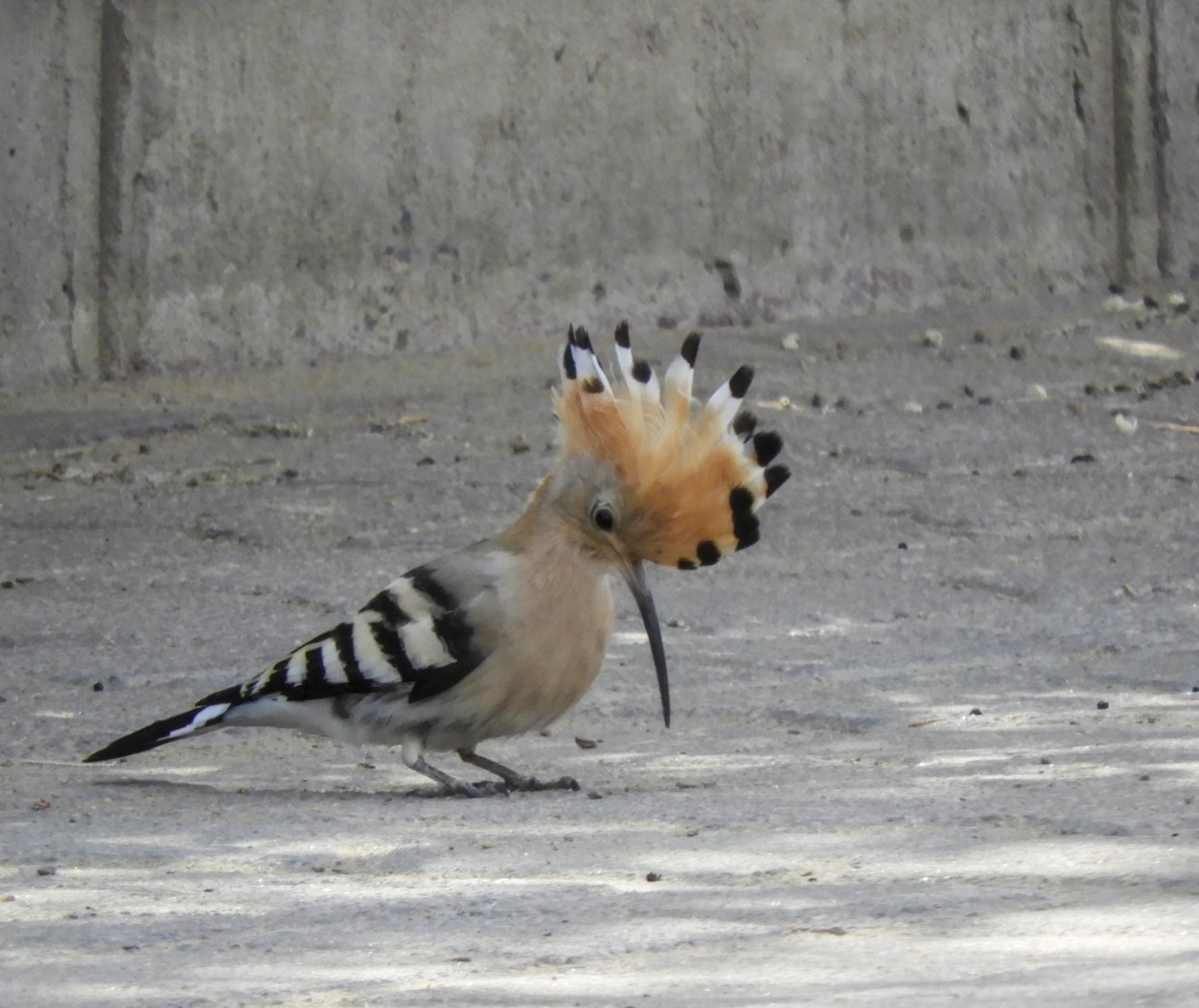 Eurasian Hoopoe - Georgina Cole