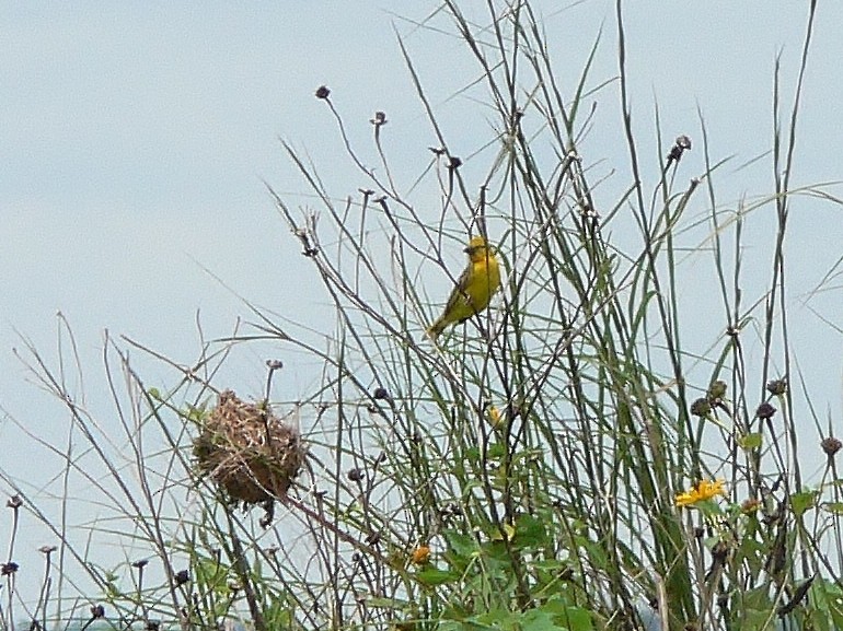 Holub's Golden-Weaver - ML217183551