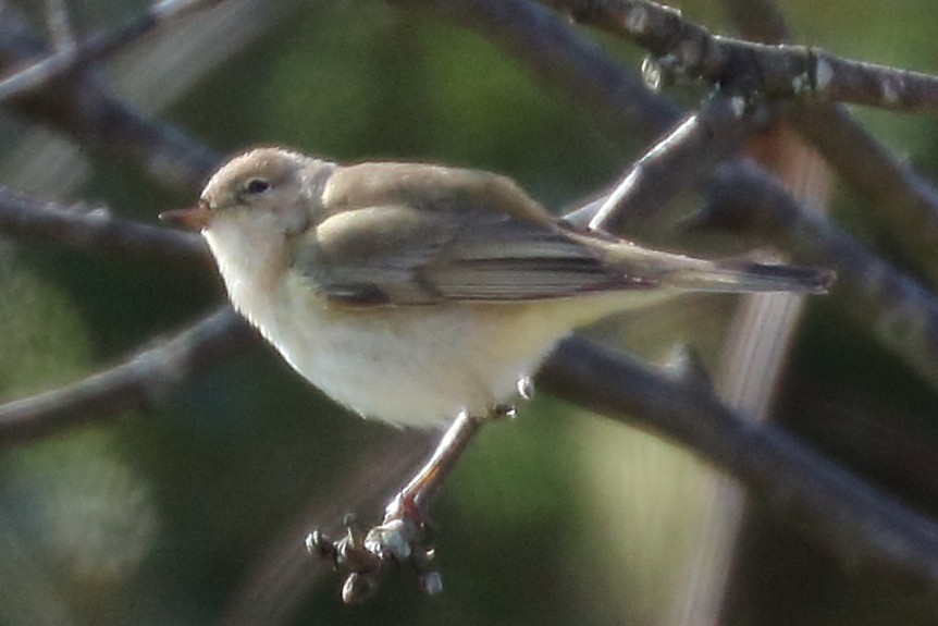 Mosquitero Común - ML217183571