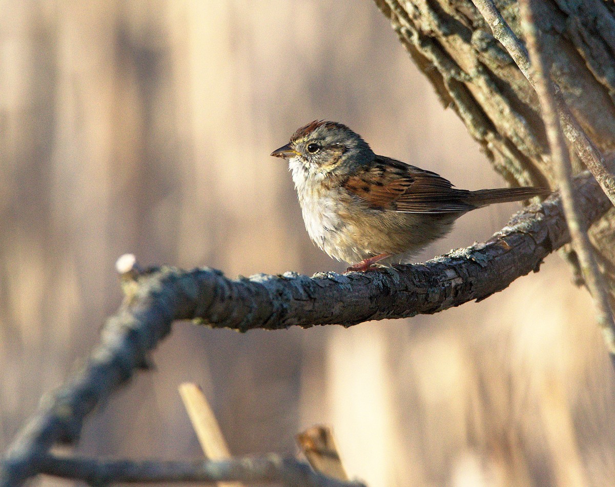 Swamp Sparrow - ML217187401