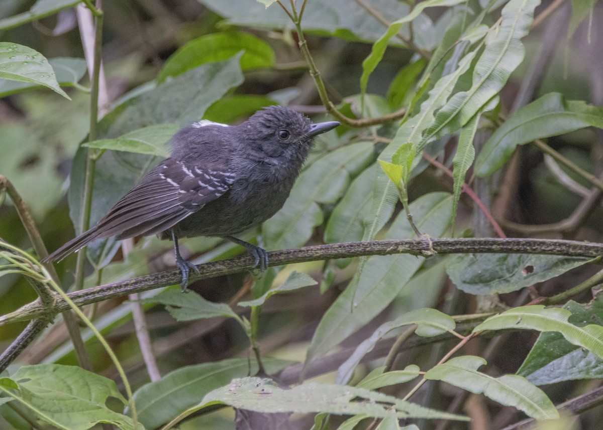 Dusky Antbird - ML217187641