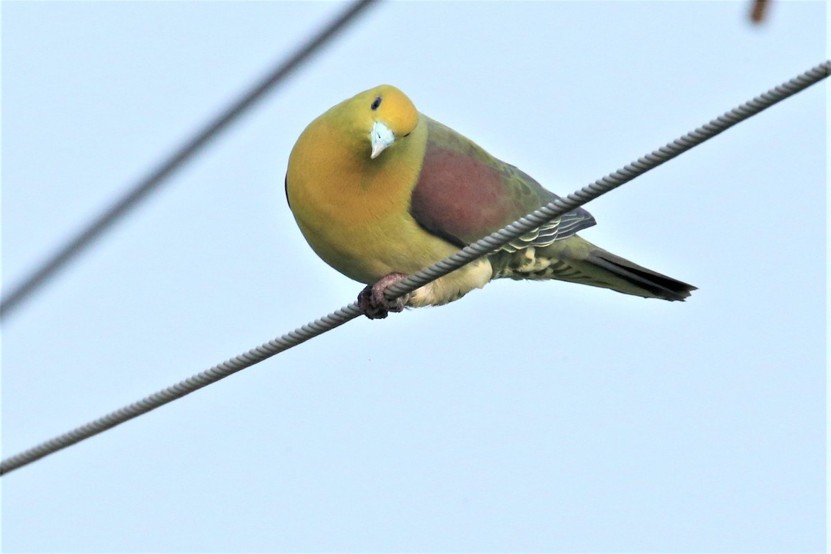 White-bellied Green-Pigeon - 尤 俊華