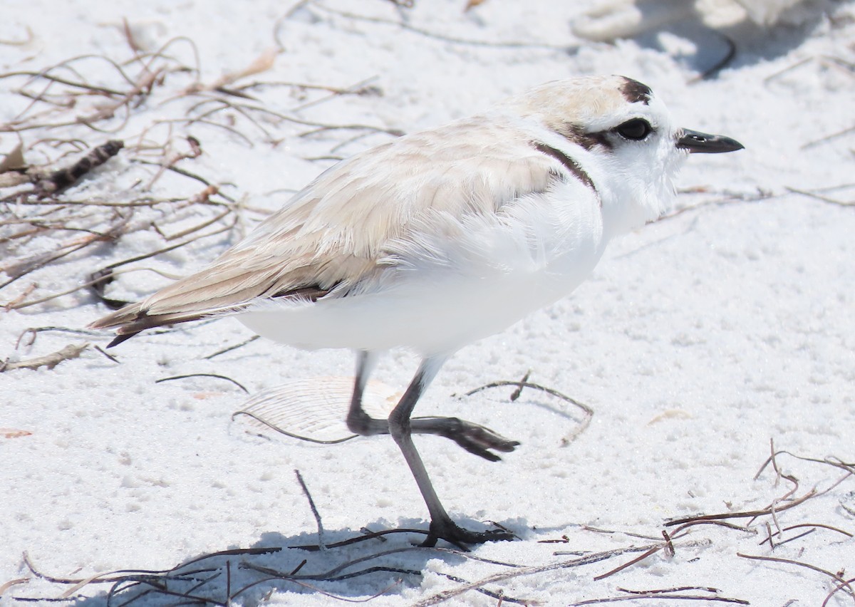 Snowy Plover - ML217191871