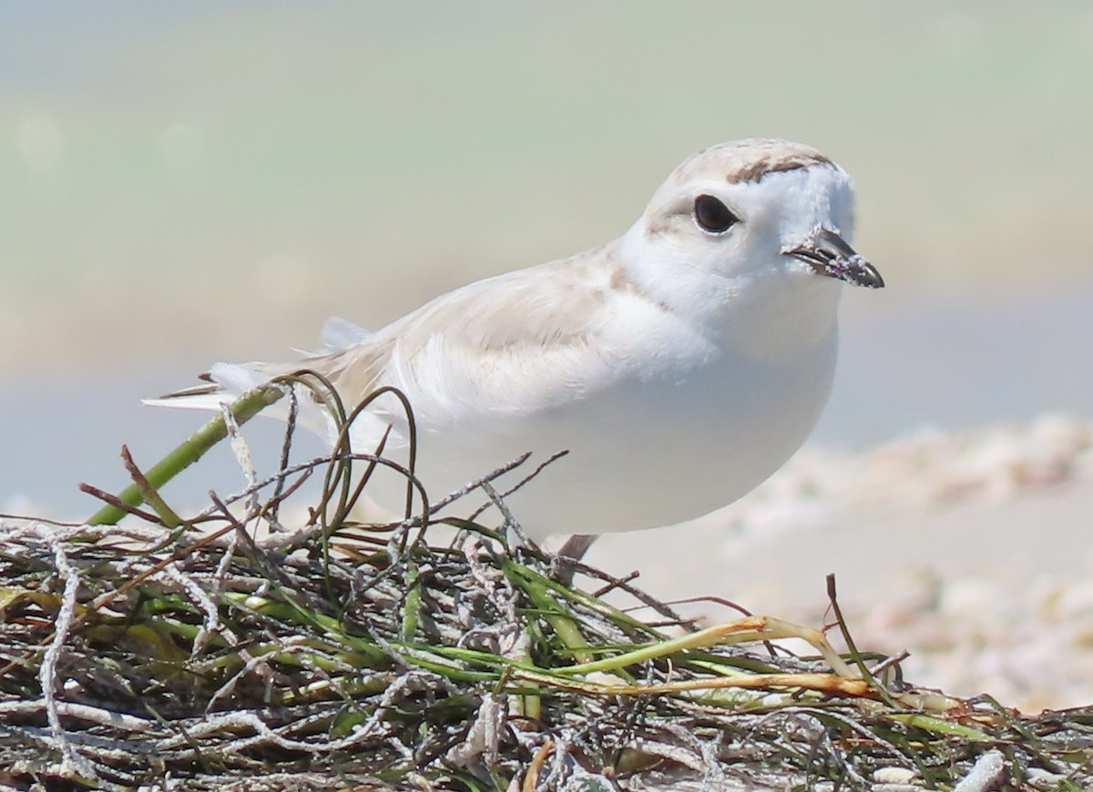 Snowy Plover - Dave Bowman