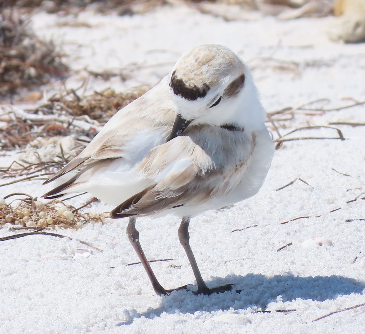 Snowy Plover - Dave Bowman